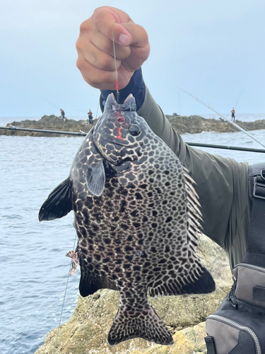 イシガキダイの釣果