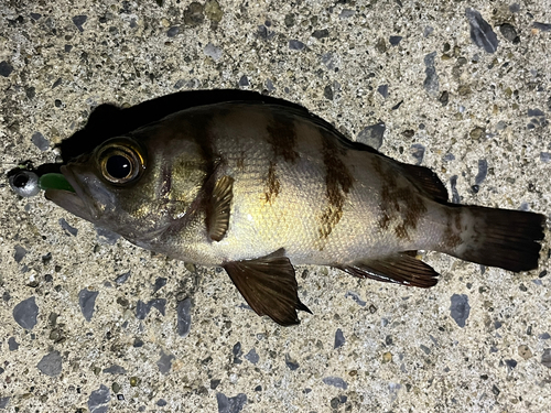 メバルの釣果