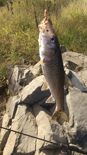 ニゴイの釣果