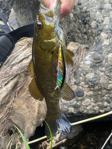 スモールマウスバスの釣果