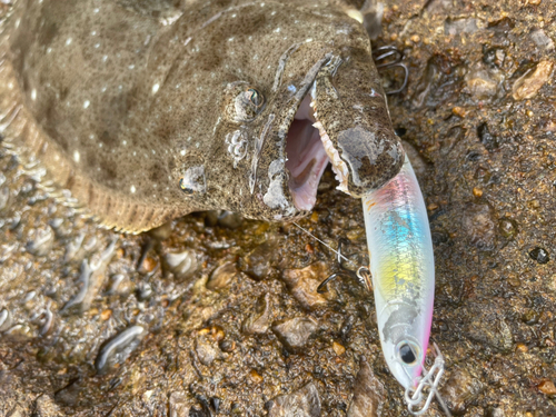 ヒラメの釣果