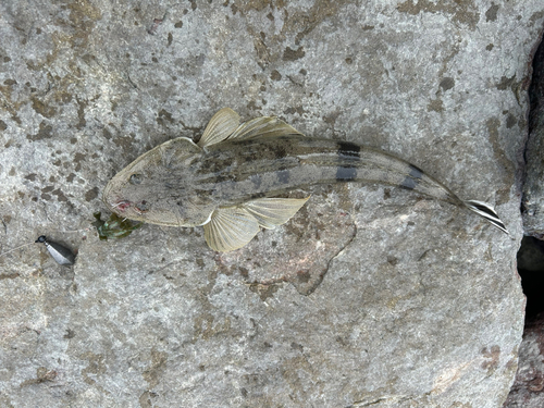 コチの釣果