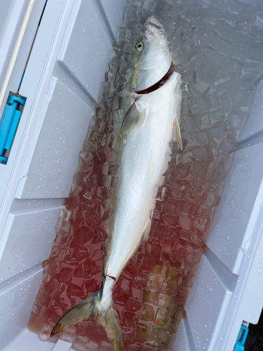 ハマチの釣果