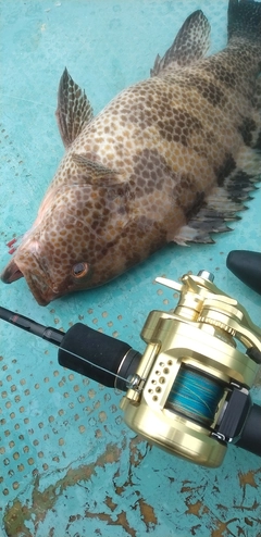 オオモンハタの釣果