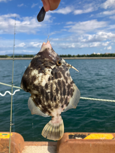 カワハギの釣果