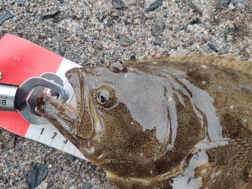 ヒラメの釣果