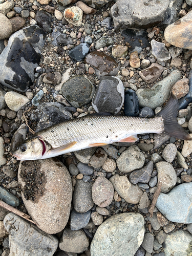 ウグイの釣果