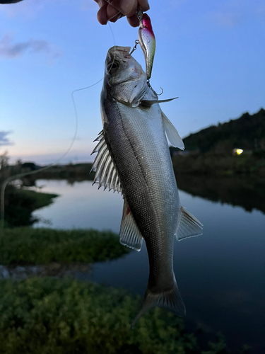 セイゴ（タイリクスズキ）の釣果