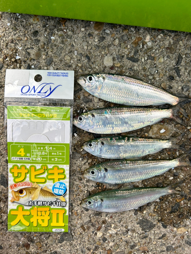 サッパの釣果