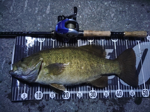 スモールマウスバスの釣果