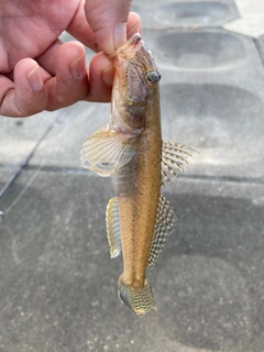 マハゼの釣果