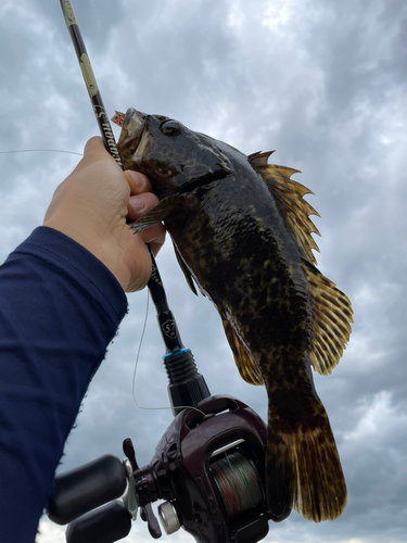 ベッコウゾイの釣果