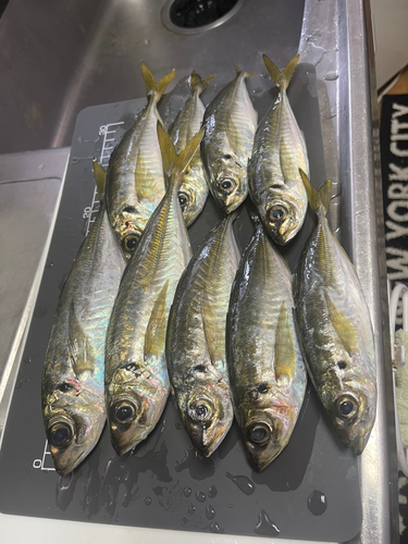 アジの釣果