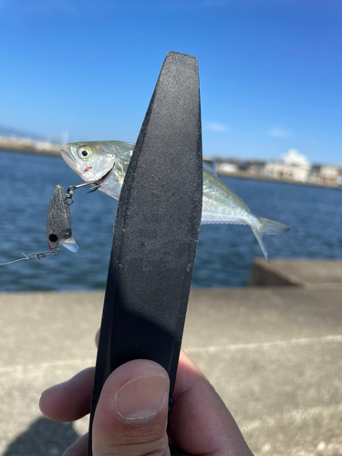 イケカツオの釣果