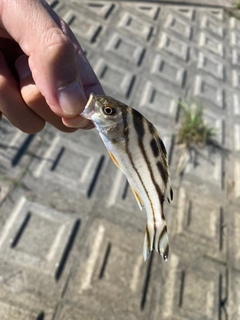 コトヒキの釣果