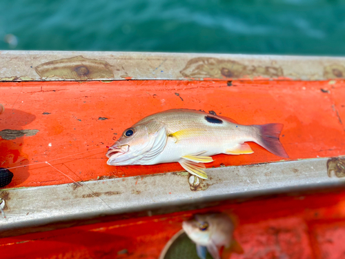 クロホシフエダイの釣果