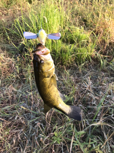 ラージマウスバスの釣果