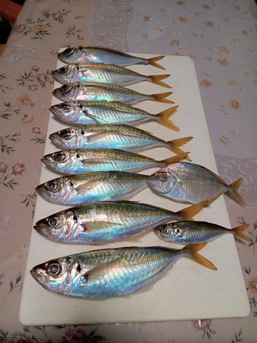 マアジの釣果