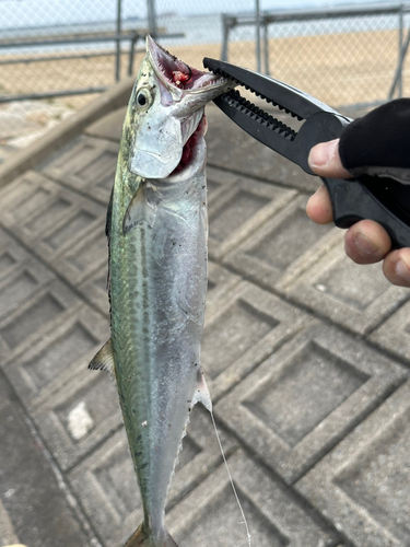 サゴシの釣果