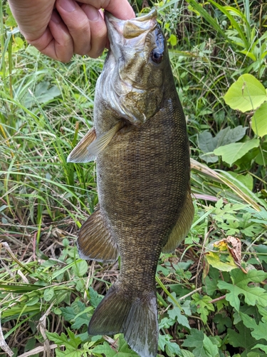 スモールマウスバスの釣果