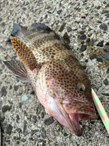 オオモンハタの釣果