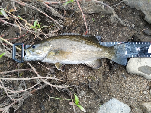 スモールマウスバスの釣果