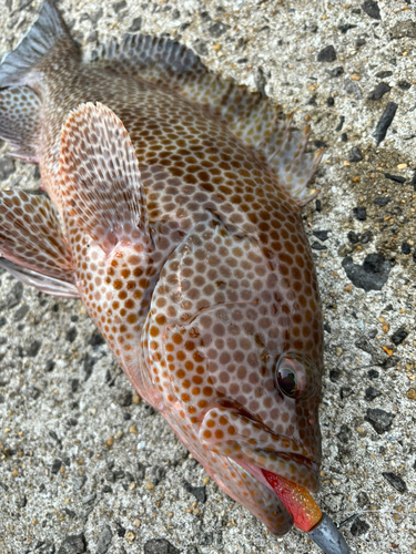 オオモンハタの釣果