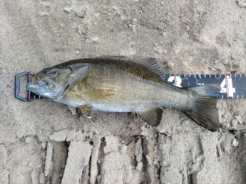 スモールマウスバスの釣果