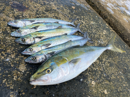 メジロの釣果