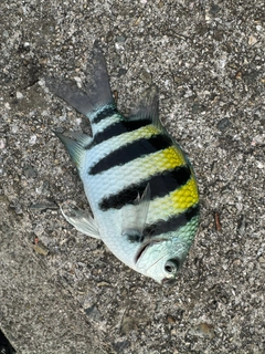 オヤビッチャの釣果
