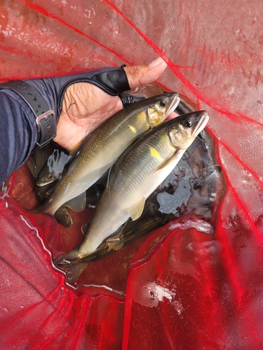 アユの釣果