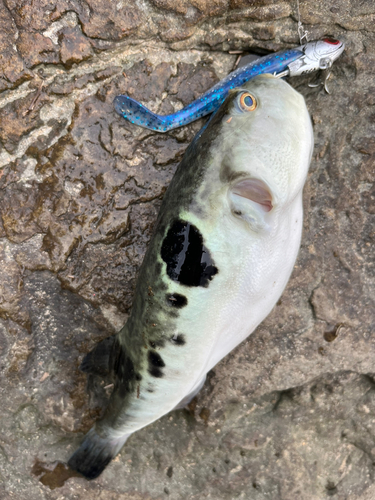 トラフグの釣果