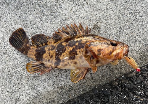 ベッコウゾイの釣果