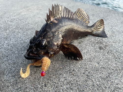 オウゴンムラソイの釣果