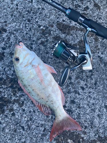 シロダイの釣果