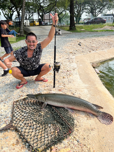 アリゲーターガーの釣果