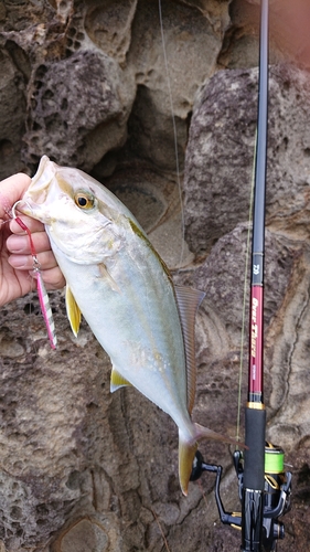 ショゴの釣果