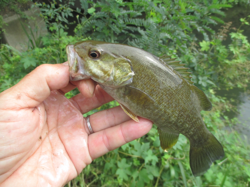 スモールマウスバスの釣果