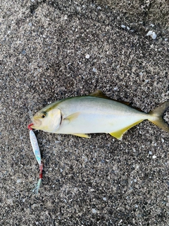 ショゴの釣果