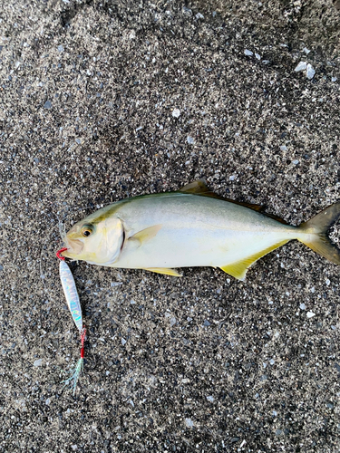 ショゴの釣果