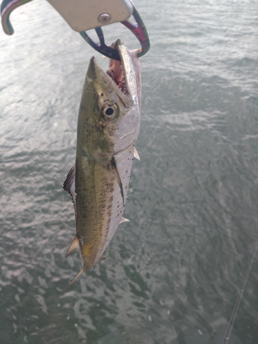 サゴシの釣果