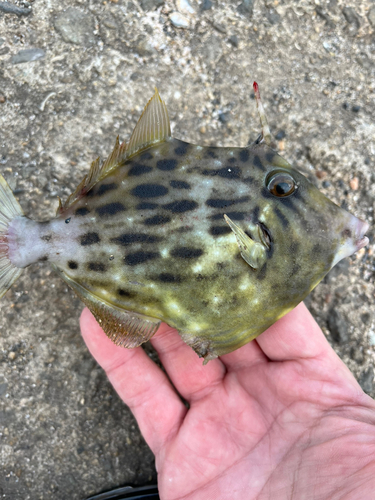 カワハギの釣果