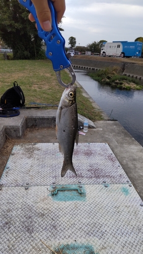 ワタカの釣果