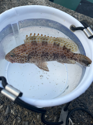 オオモンハタの釣果