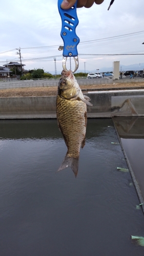 フナの釣果