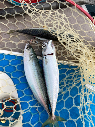 サバの釣果