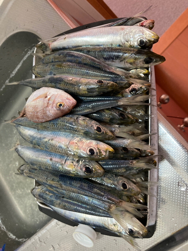 イワシの釣果