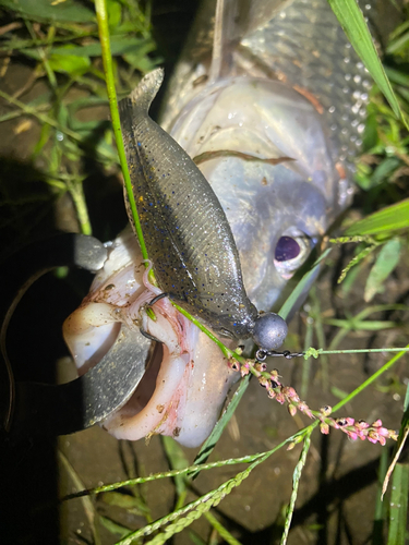 ニゴイの釣果