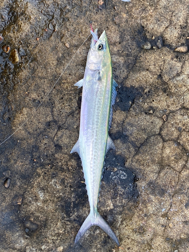 サゴシの釣果