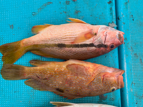 ヨコスジフエダイの釣果